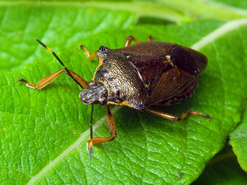 Pinthaeus sanguinipes (Fabricius, 1781)